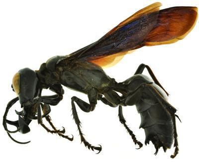 Megalara Garuda: New King Of Wasps Discovered | Science 2.0