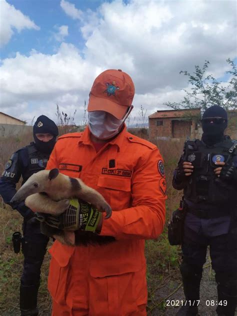 Corpo de Bombeiros resgata tamanduá mirim em Sobral Corpo de