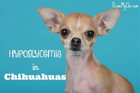 Hypoglycemia In Chihuahuas I Love My Chi