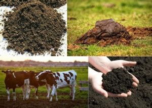 Why To Make Cow Dung Compost Harmless Process Easier Use