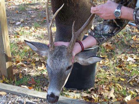 ALABAMA DEER SIX PT W MUZZLELOADER Alabama Deer Six Pt Flickr