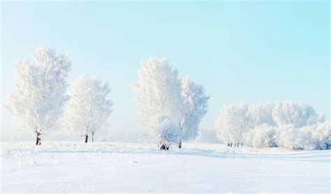 Snowfield surface with trees during daytime HD wallpaper | Wallpaper Flare