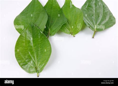 Betel Leaf Of Indian Subcontinent Stock Photo Alamy