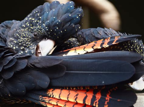 Fact File Red Tailed Black Cockatoo Calyptorhynchus Banksii