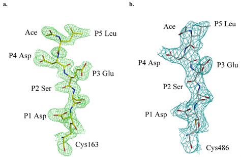 Structure Of Peptide Analog Inhibitor Ac Ldesd Cho 2fo Fc Electron