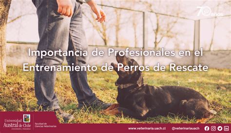 Importancia de Profesionales en el Entrenamiento de Perros de Rescate ...