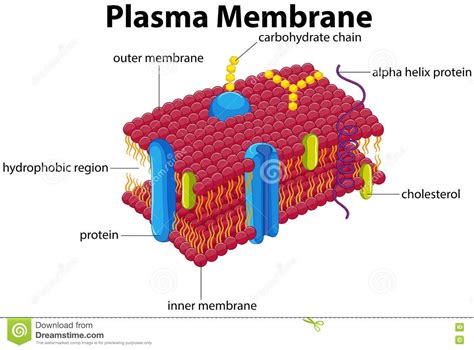 Cell Membrane Diagram And Functions