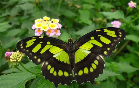 Butterfly Gardens Earnley Nr West Wittering Sussex Flickr