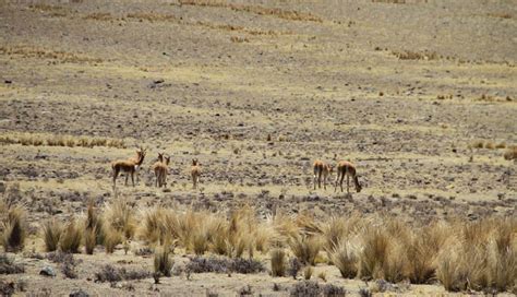 Pampa Galeras La Incre Ble Reserva Natural Que Debes Visitar En