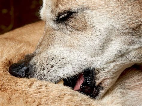 Perianaalklier Tumor Symptomen Bij Een Hond Herken De Signalen