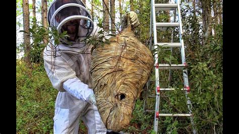 Massive Bald Faced Hornets Nest Removal Youtube