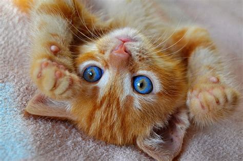 Cute Orange Kittens With Blue Eyes