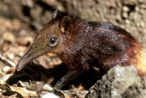 Worldpori Endangered Desperate Shrew