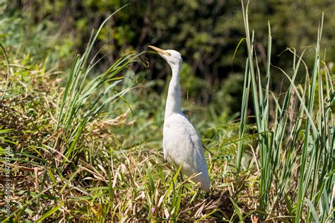 The eastern great egret has a wide distribution throughout Asia and Oceania, with breeding ...