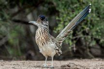 Greater Roadrunner | The Animal Facts | Appearance, Habitat, Diet, More!