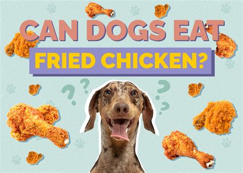 Can Dogs Eat Fried Chicken Vet Approved Facts And Faq Hepper