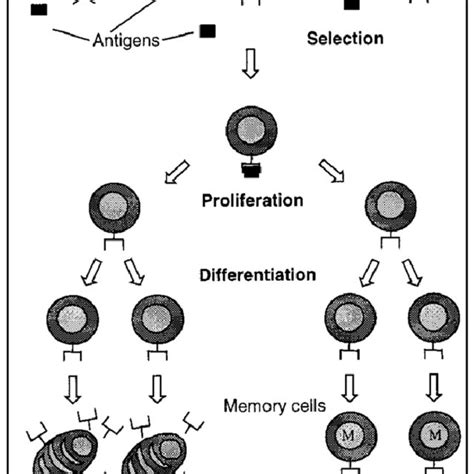 Clonal Selection Principle Download Scientific Diagram