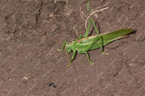 La sauterelle verte une espèce d'insectes de la famille des vraies