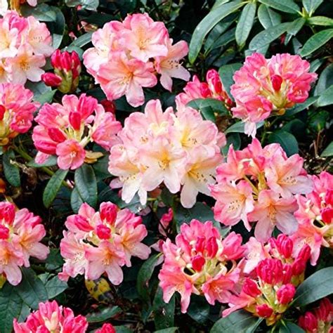 X Rhododendron Ramapo Evergreen Bushy Shrub Hardy Garden Plant In