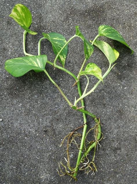 Epipremnum Aureum Bewurzelte Stecklinge Kaufen Auf Ricardo