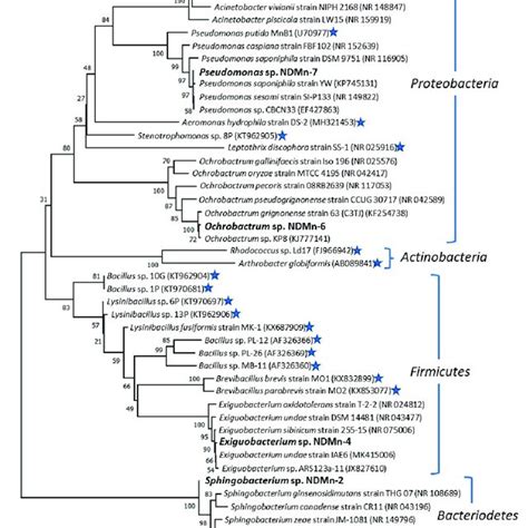 Phylogenetic Tree Showing The Relationships Of Isolated Bacteria With