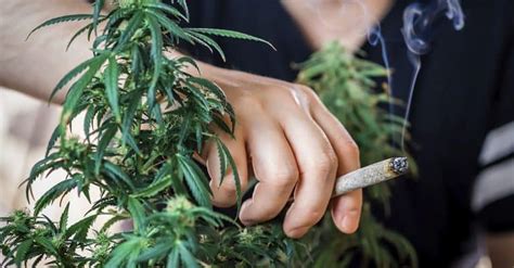 Maconha Faz Mal Conheça Os Riscos Os Efeitos E O Vício