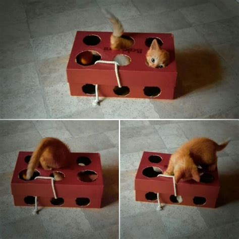 Коробка игрушка для кота Персея)) | Игрушки для котят, Игрушки для ...