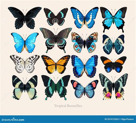 Gran Conjunto Vectorial De Mariposas De Alto Nivel Ilustración Del