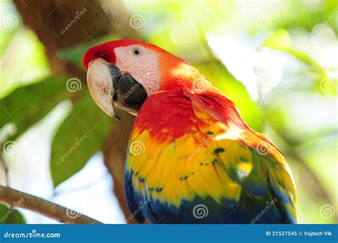 Scarlet macaw in Honduras stock image. Image of pretty - 21527545