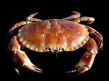 List of Atlantic decapod species - Wikipedia