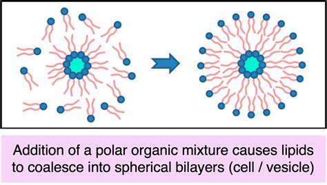 Protocell Formation