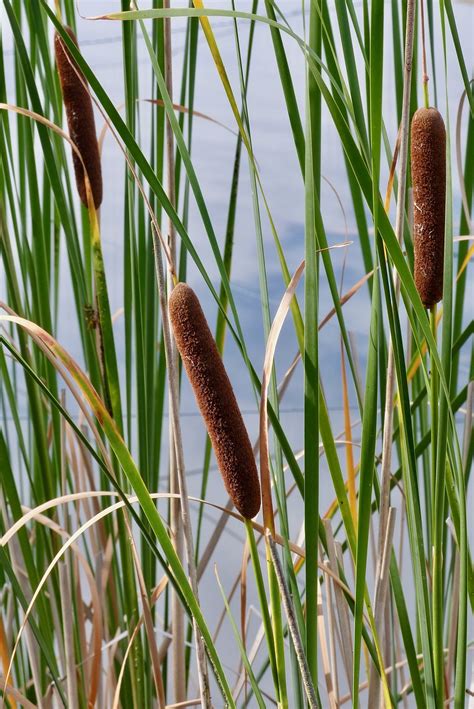 10 Free Reedbed Nature Images Pixabay