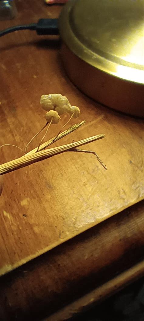 Tiny Mushrooms Growing Out Of A Single Piece Of Dead Bermuda Grass What Is It Rmycology