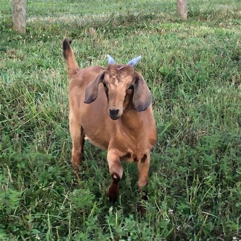 K1124 Leia Genemaster Boerkiko Cross Doeling For Sale Sold K