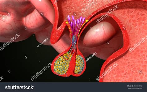 Pituitary Gland Anatomy D Illustration Stock Illustration