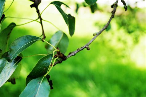 Bildet tre natur gress gren anlegg sollys blad blomst grønn