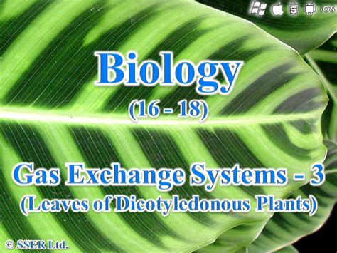 BioA_3.3.2 Gas Exchange Systems 3 - Dicotyledonous Leaves | Teaching Resources