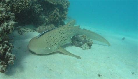 Tiburón Cebra Características Hábitat Vida Y Más variedadess net