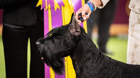 Monty, a Dignified Giant Schnauzer, Wins Best in Show at Westminster - The New York Times