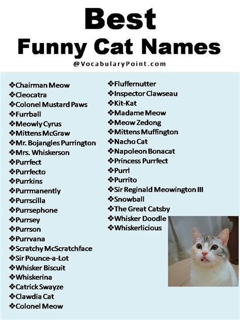 270+ Funny And Cute Cat Names - Vocabulary Point