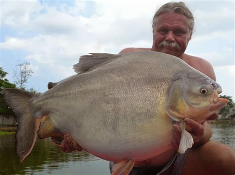 Big Fishes Of The World Pacu Piaractus Mesopotamicus