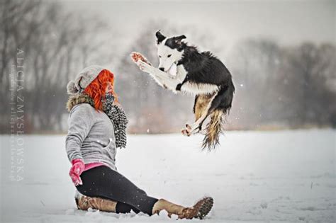 Si A Invatat Cainele Border Collie Peste De Trucuri Uimitoare