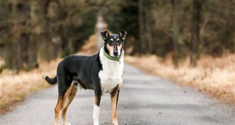 Kurzhaarcollie Im Rassen Portr T Mit Bildern Infos