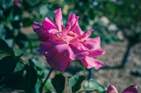 Bouquet of Pink Roses · Free Stock Photo