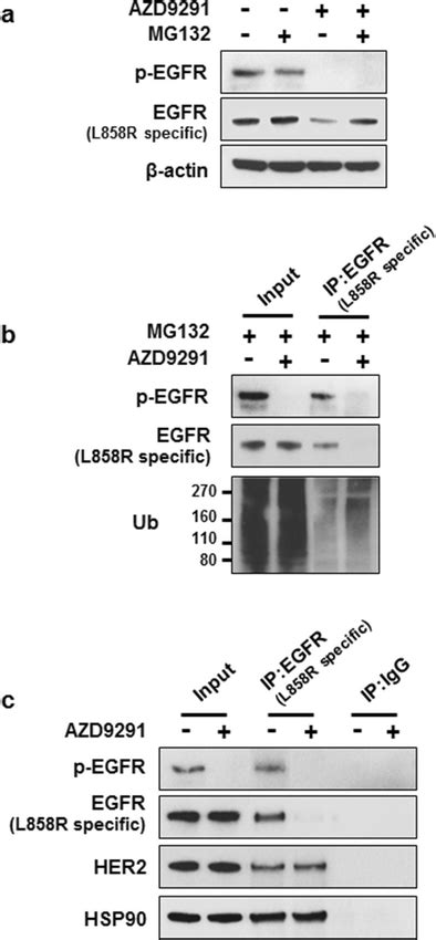 AZD9291 Enhances Ubiquitination And Proteosomal Degradation Of