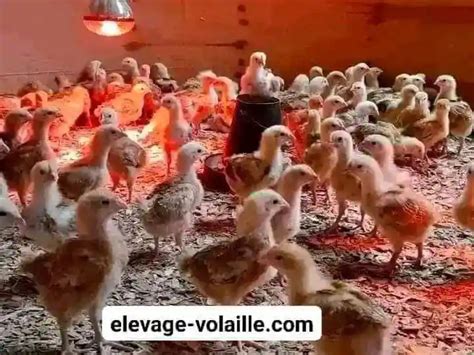 Fiche Technique D Levage De Poulet De Chair Pour D Butant Et Expert