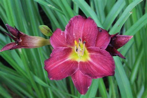 Hemerocallis Pardon Me Ballyrobert Gardens