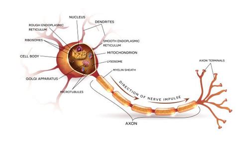 Cell Body The Definitive Guide Biology Dictionary