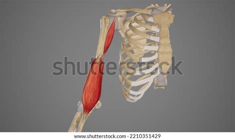 Deep Muscles Arm Anatomy3d Rendering Stock Illustration 2210351429 ...