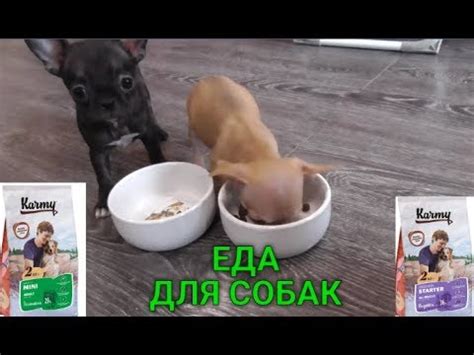 КАК перейти на Новый сухой корм для собак*Обзор Корма Карми,Отзывы корм ...